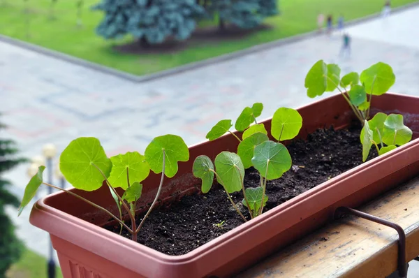 Balkon kutusunda büyüyen nasturtium
