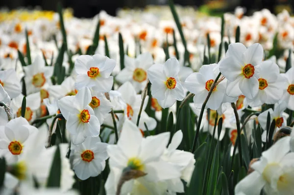 White narcissus in the field in May — Stock Photo, Image