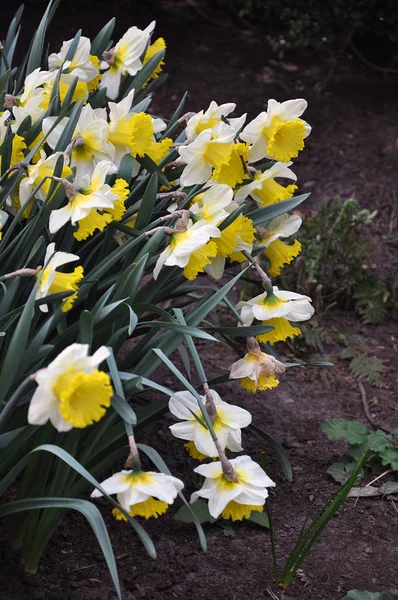 Large-cupped daffodil in the flower-bed — Stock Photo, Image