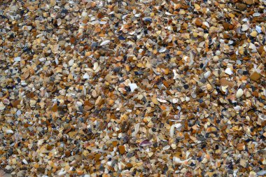 Bir sürü renkli deniz kabuğu ıslak çakıl taşları ve baloncuklu arka plan.