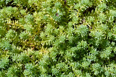 Güneşli bir günde Sedum yeşili yakın çekim, seçici odaklanma
