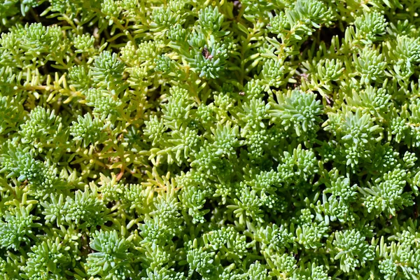 Güneşli bir günde Sedum yeşili yakın çekim, seçici odaklanma