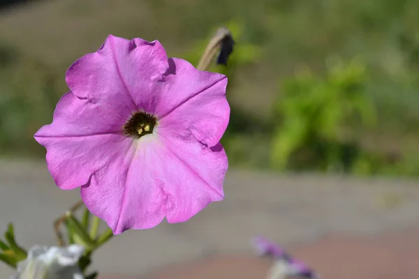Flor Petunia Rosa Fresca Que Florece Día Soleado Sobre Fondo —  Fotos de Stock