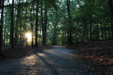 Zon in het bos