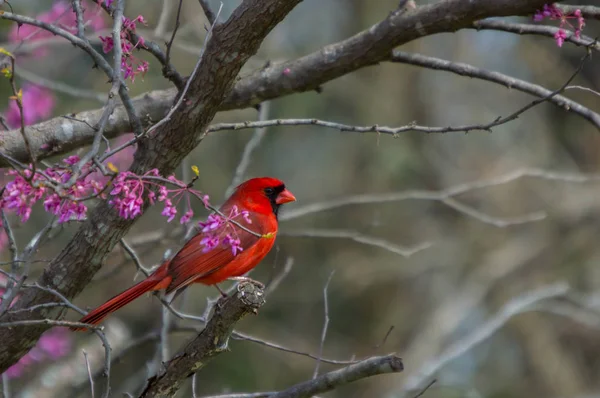 在春天开始的时候 一位红色的男性红衣主教坐在一棵红芽树的粉红色紫色花朵中 — 图库照片