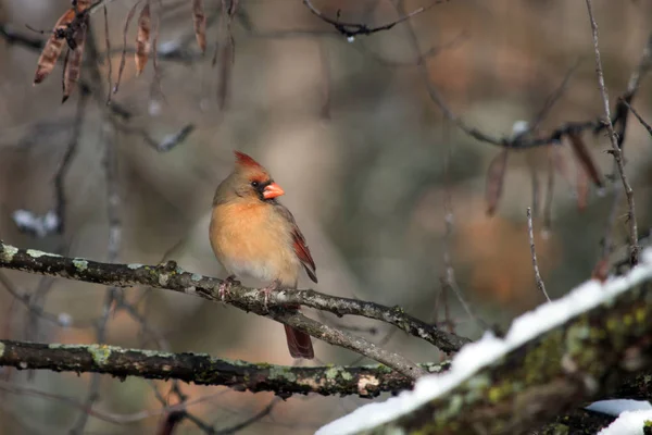 Female Cardinal Poses Portrait Tree Branch Winter Day Missouri Bokeh — Stock Photo, Image
