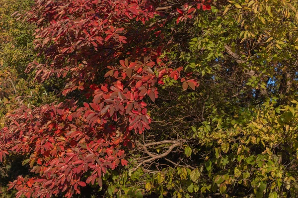 秋天的叶子使一个漂亮的背景或纹理 — 图库照片
