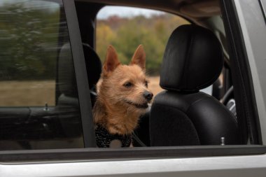 Arabasını seviyor bir köpek yavrusu ile gidiyor. Bokeh arka plan.