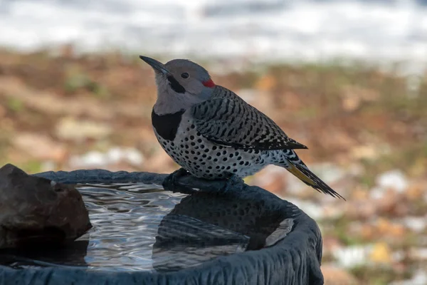 Vistazo Cerca Hermoso Pájaro Carpintero Parpadeante Del Norte Baño Aves — Foto de Stock