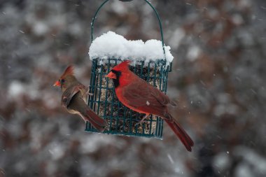 Kardinaller çifti bir soğuk karlı günde Missouri süet besleyici paylaşmak. Bokeh etkisi.