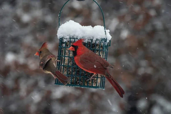 Kardinaller Çifti Bir Soğuk Karlı Günde Missouri Süet Besleyici Paylaşmak — Stok fotoğraf