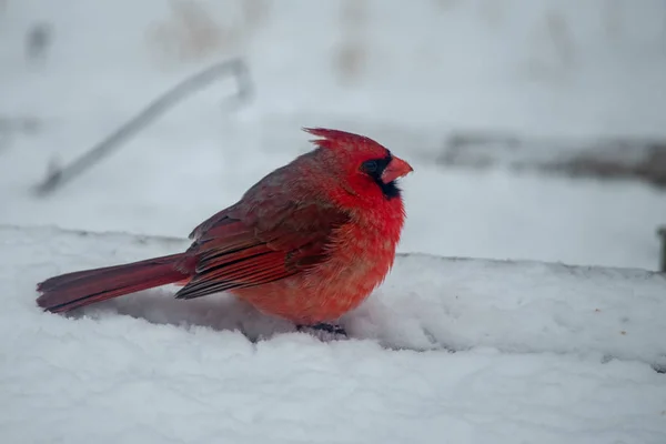 Bir Erkek Kardinal Bir Kış Gününde Güneybatı Missouri Karda Oturur — Stok fotoğraf