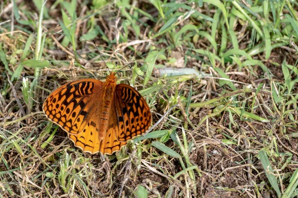 Wielki Motyl Spangled Fritillary Wykorzystuje Ciepły Dzień Kąpieli Słońcu Otwartymi — Zdjęcie stockowe