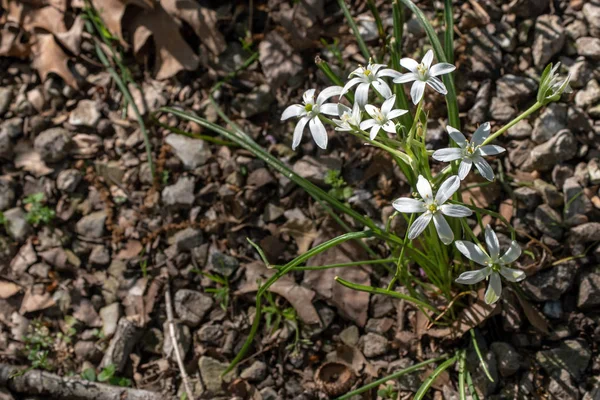 A pretty white six-petal star-like flower stands out nicely against the contrasting brown ground and leaves with bokeh effect. The flower grows wild in Oklahoma, Missouri and other states.