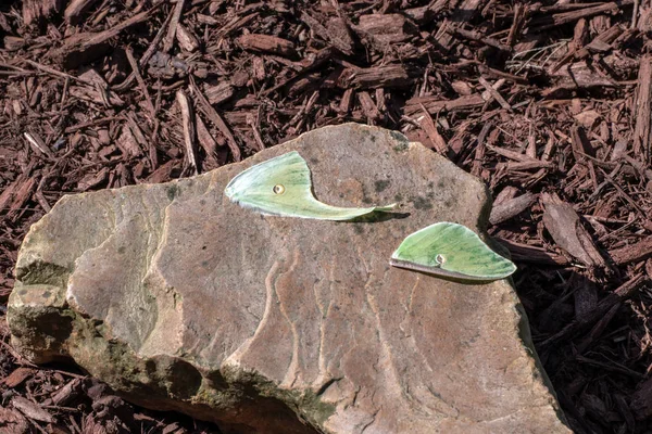 Wings from a lime-green luna moth sit on a flat rock amongst the mulch in a garden in Missouri. It is also known as a giant silk moth. Bokeh effect.
