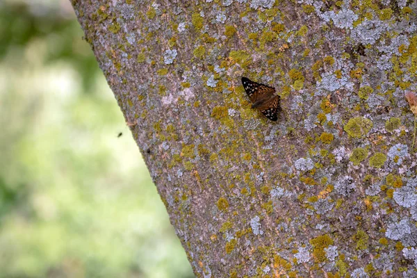 Pretty Painted Lady Butterfly Rests Bark Memosa Tree Southwest Missouri — Stock Photo, Image