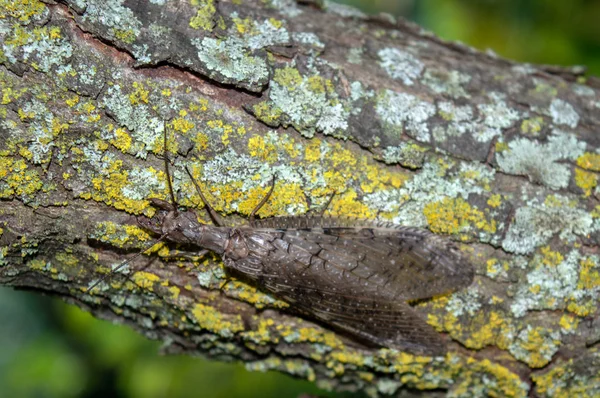 Pincers Dobsonfly Indicate Female Has Ability Inflict Painful Bite Bokeh — Stock Photo, Image