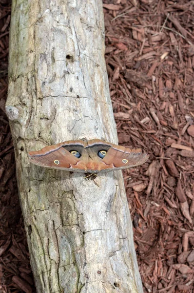 Uma Vista Dorsal Uma Mariposa Bonita Polyphemus Enquanto Repousa Velho — Fotografia de Stock