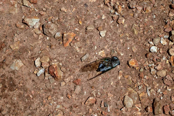 Laying Its Back Gives Nice View Underside Cicada Top Gravel — Stock Photo, Image