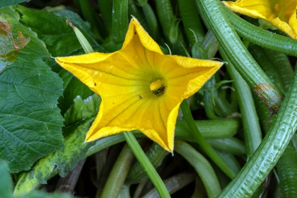 Malý Hmyzí Přístřešek Uvnitř Velkého Žlutého Květu Cukety Jihozápadní Zahradě — Stock fotografie