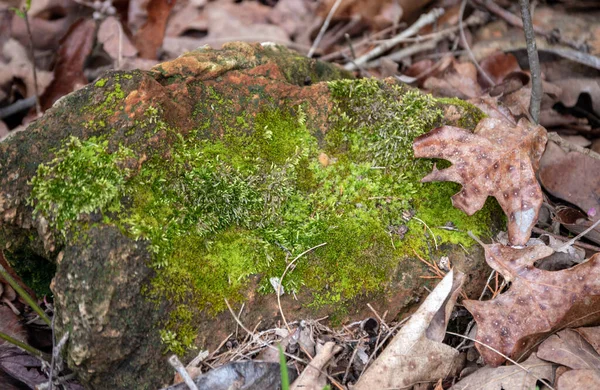 Rock Covered Moss Brings Welcome Color Drab Brown Colors Fall — Stock Photo, Image