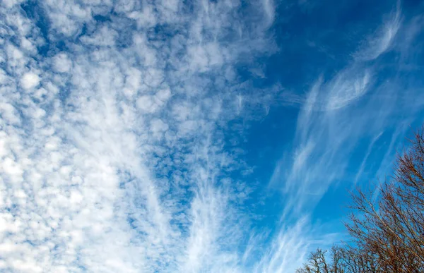 Mit Nur Einem Blick Auf Die Äste Der Unteren Ecke — Stockfoto