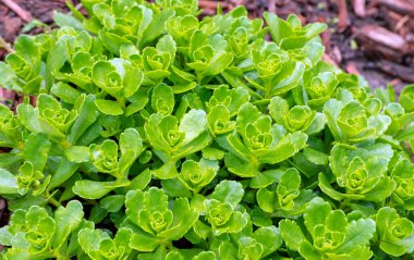Güneş, Missouri 'de henüz çiçek açmaya başlamamış güzel bir sedum bitkisinin parlak ağaç yapraklarından parıldıyor. Bokeh arkaplanı.