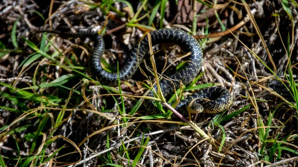 Também Conhecido Vezes Como Cobra Sal Pimenta Esta Cobra Rei — Fotografia de Stock