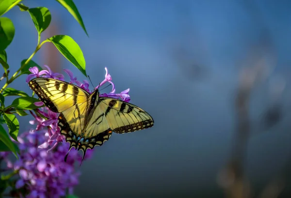 Beau Papillon Queue Hirondelle Ailes Ouvertes Repose Sur Buisson Lilas — Photo