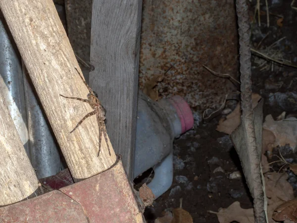 大きな醜い不気味なオオカミのクモは 古い小屋の中に潜んでいて 庭の道具に住居を取ります ぼけ効果 — ストック写真