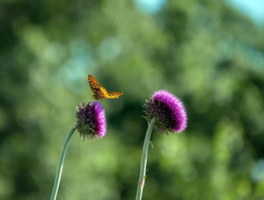 Mor bir devedikeni otuyla turuncu bir Büyük Spangled Fritillary kelebeğinin birleşimi, Missouri 'den güzel bir resim oluşturuyor..
