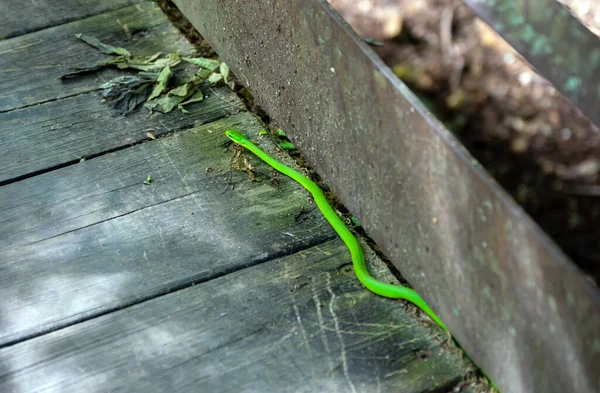Uma Cobra Verde Brilhante Jardim Descansa Longo Lado Uma Ponte — Fotografia de Stock