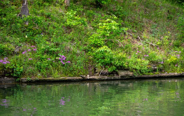 Pretty Purple Wildflowers Reflect Lake Waters Making Beautiful Scenic Landscape — Stock Photo, Image