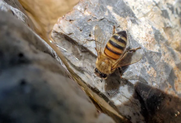 Diese Honigbiene Missouri Machte Eine Rast Rand Einer Betonplatte Der — Stockfoto
