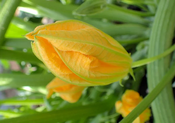Diese Gelbe Zucchini Blüte Gegen Defokussierte Grüne Stängel Seitlichem Winkel — Stockfoto