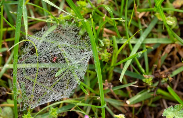Ακολουθώντας Μια Βαριά Δροσιά Αυτός Μικρός Ιστός Αράχνης Λάμπει Πάνω — Φωτογραφία Αρχείου