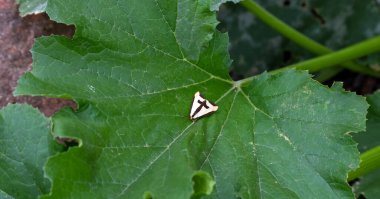 Bu güzel Haploa Clymene güvesi, sıcak bir günde güneybatı Missouri bahçesindeki büyük yeşil kabak yapraklarının üzerinde güzel duruyor. Bokeh etkisi.