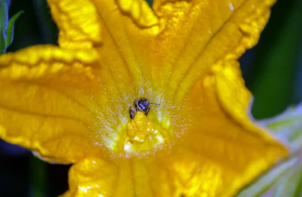 Pollentropfen Bedecken Diese Honigbiene Sie Die Zucchiniblüten Bestäubt Dass Früchte — Stockfoto