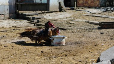 Ördek içme suyu da arka bahçede