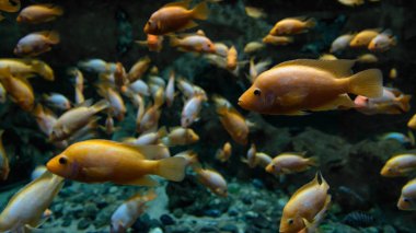 akvaryumda sarı balık yüzen sürüsü