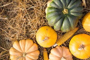 Sonbahar hasat kompozisyonu, en iyi manzara, olgun balkabakları ve mısır tarlaları.