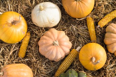 Sonbahar hasat kompozisyonu, en iyi manzara, olgun balkabakları ve mısır tarlaları.