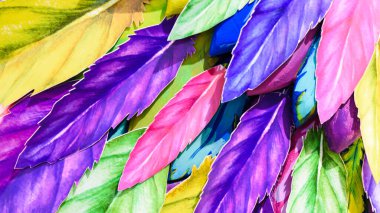 desen, çok renkli boyanmış tüylerin soyutlanması yakın plan