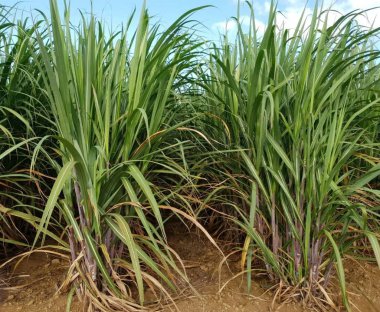 bir şeker kamışı alanında yakın