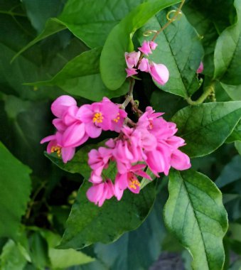 Tropikal çiçeklerdeki damlacıklar