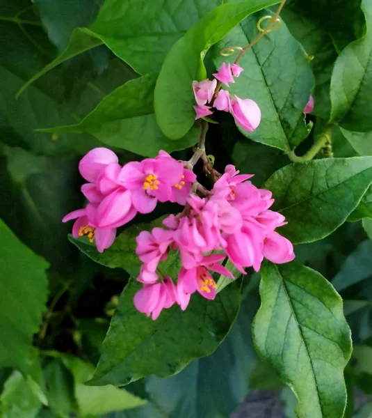 Set Droplets Tropical Flowers — Stock Photo, Image