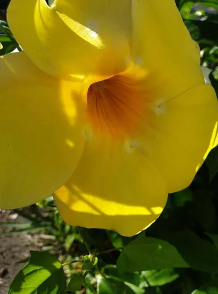 exotic flowers and isolated trees