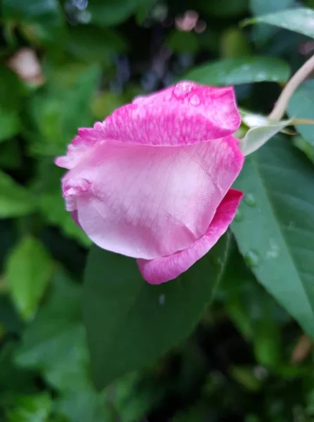 Exotische Blumen Und Isolierte Bäume — Stockfoto