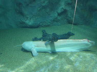 enter the world of fish and corals