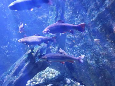 deniz, renk, doğa, koleksiyon, okyanus, doku, mavi, balık